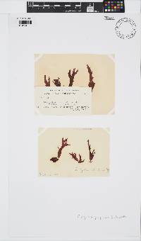 Platyclinia stipitata image