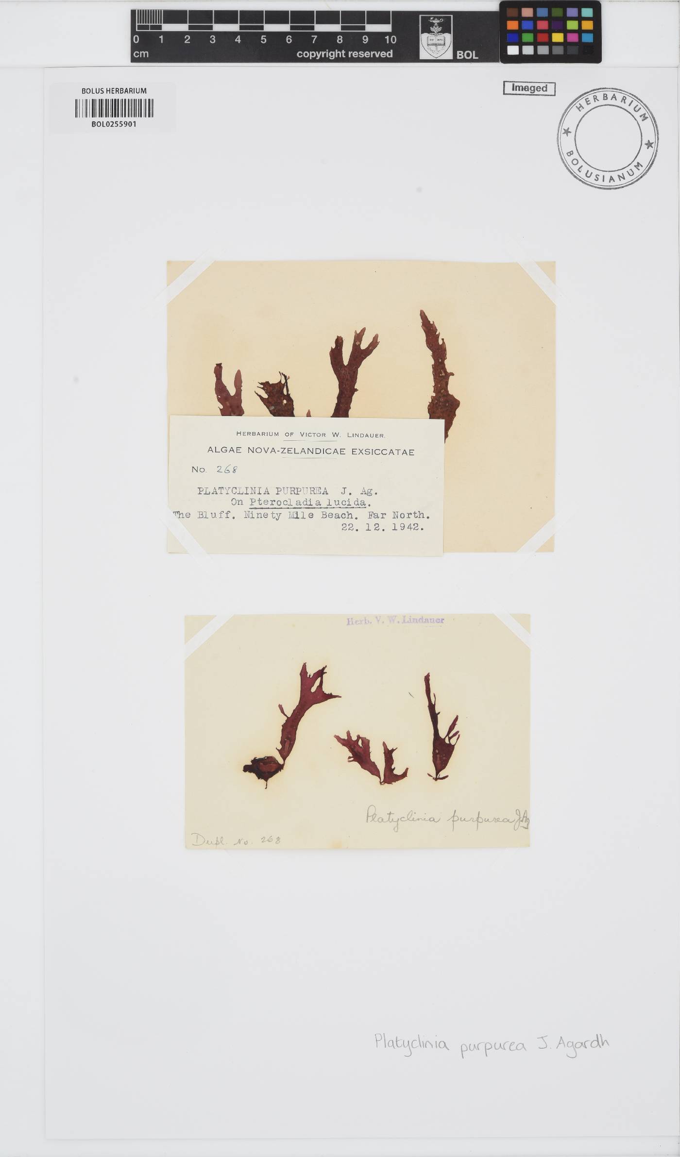 Platyclinia stipitata image
