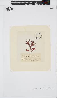 Phycodrys rubens image