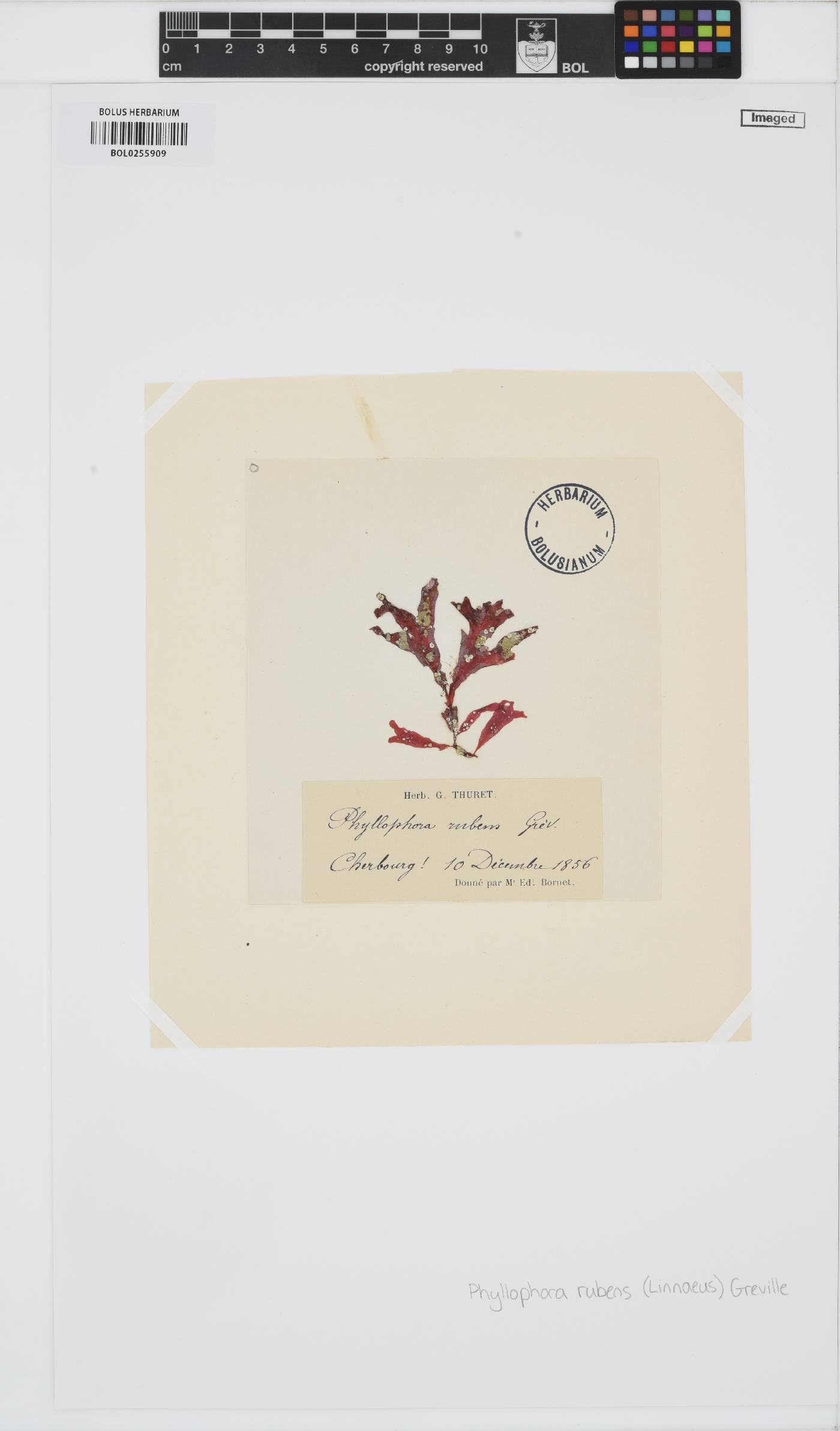Phycodrys image