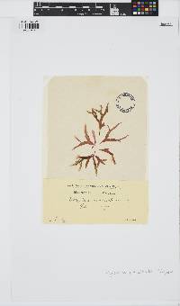 Phyllophora sicula image