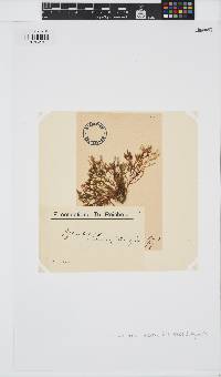 Phyllophora heredia image