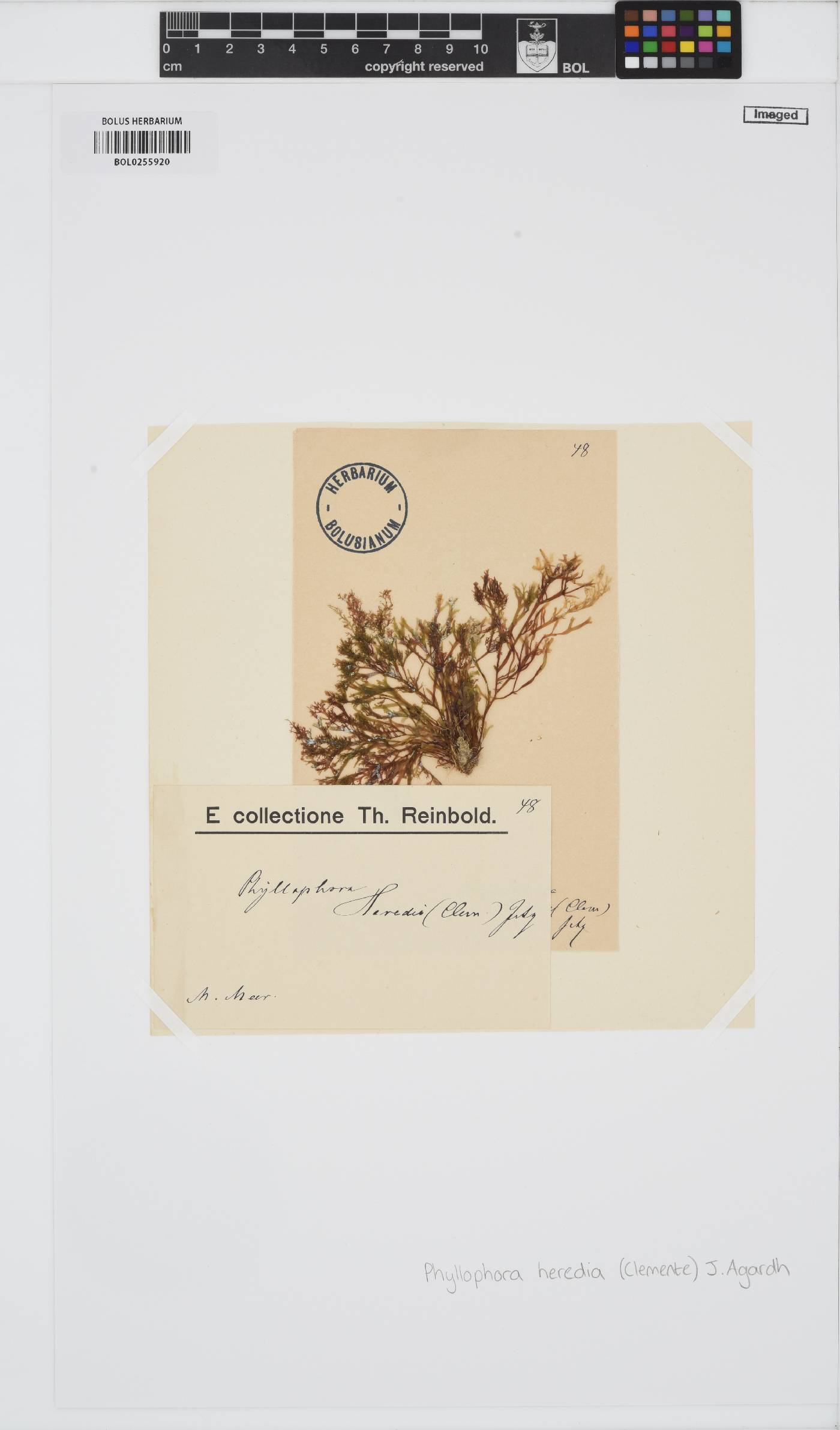 Phyllophora heredia image