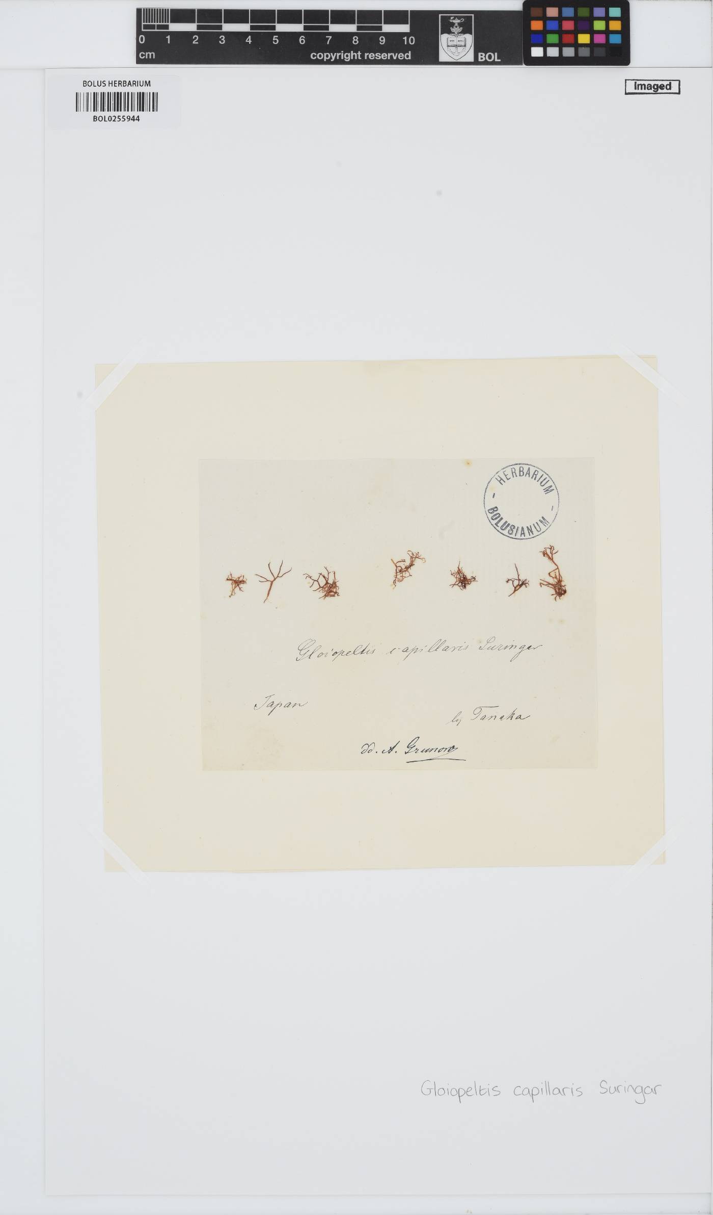 Gloiosiphonia capillaris image