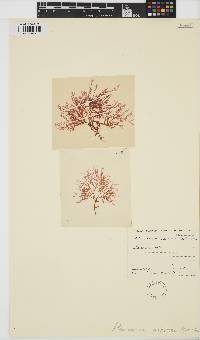 Image of Plocamium angustum