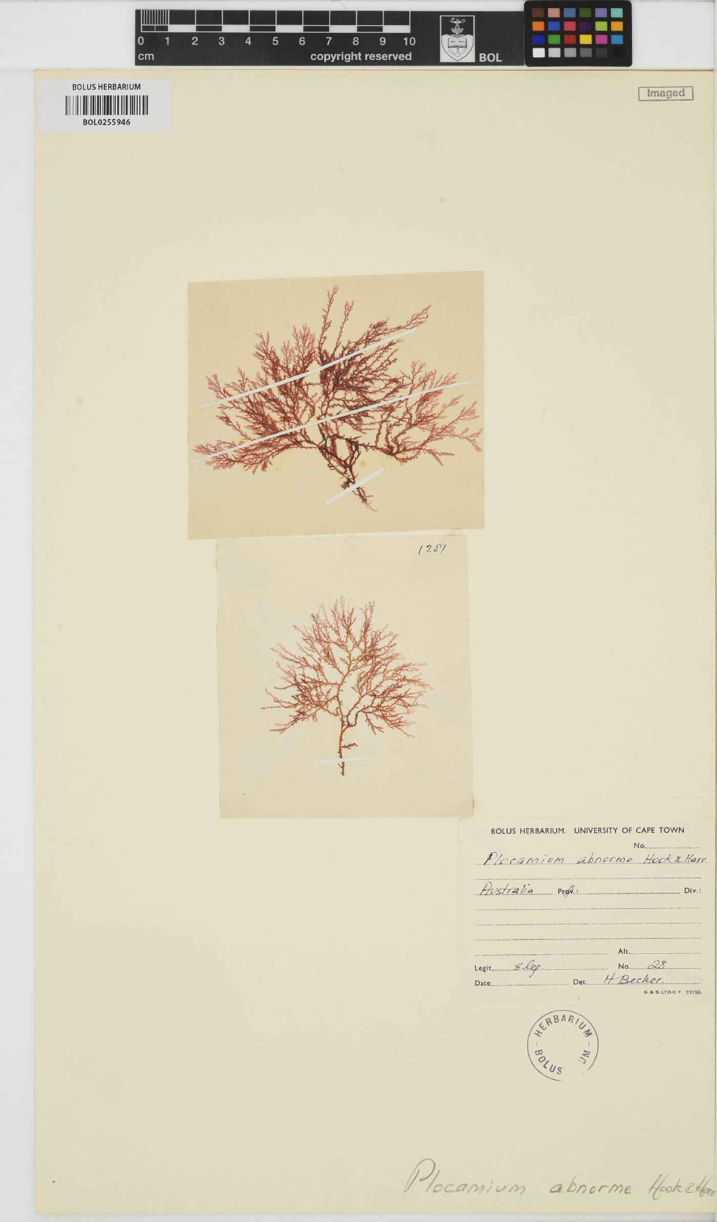 Plocamium angustum image