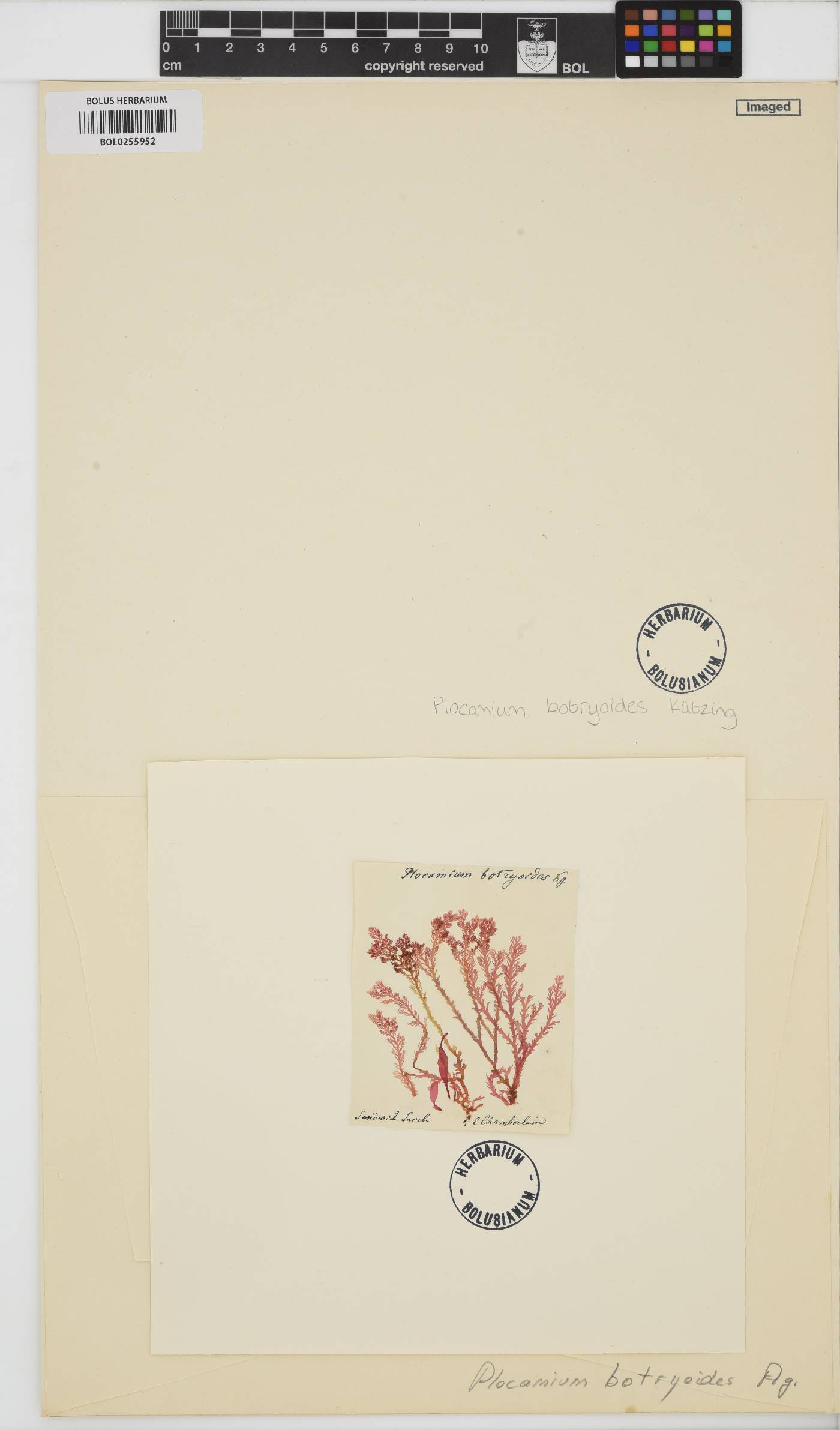 Plocamium angustum image