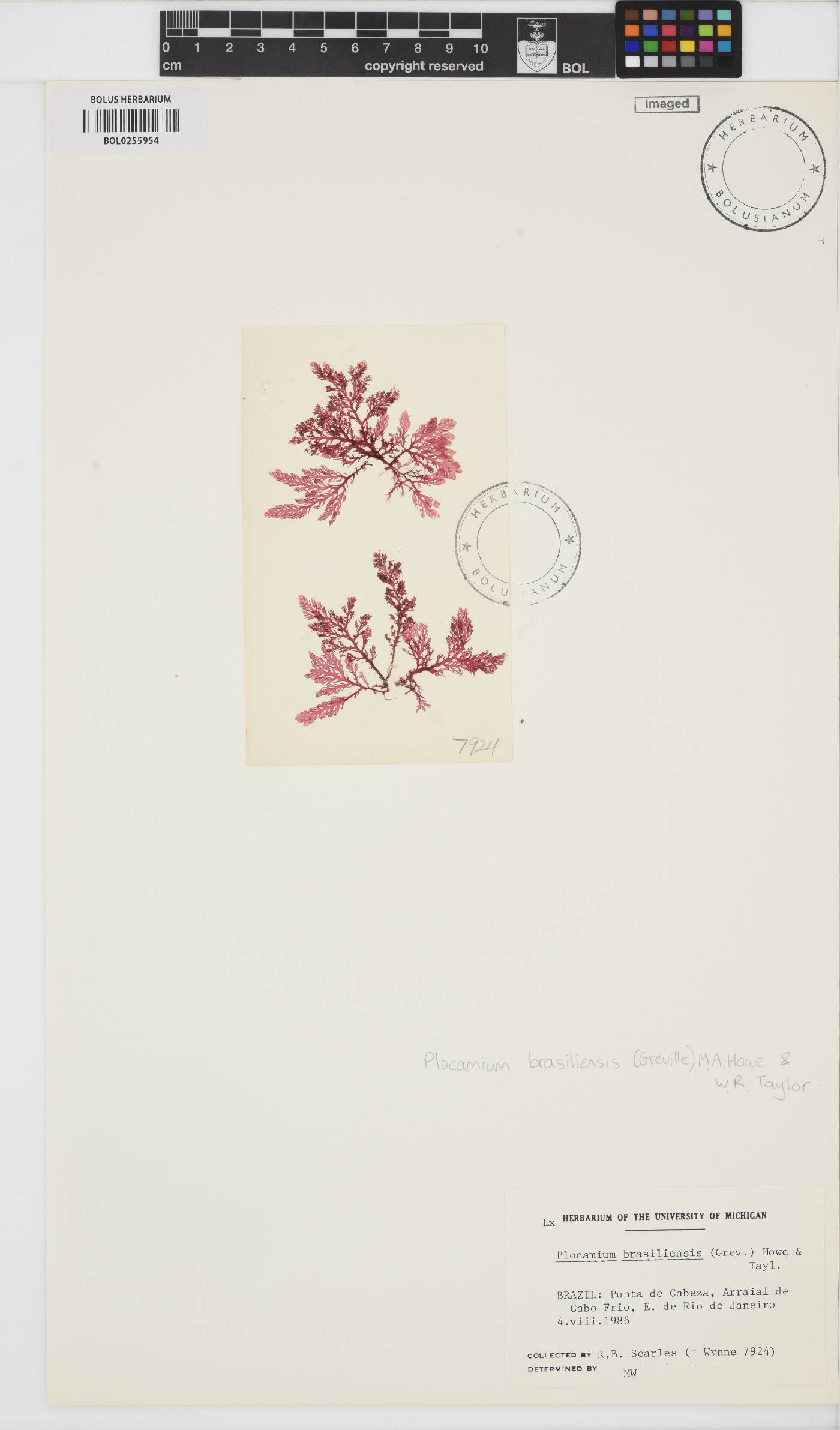Plocamium brasiliense image