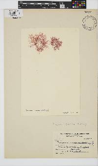Plocamium cartilagineum image