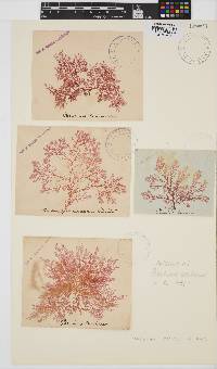 Plocamium cartilagineum image