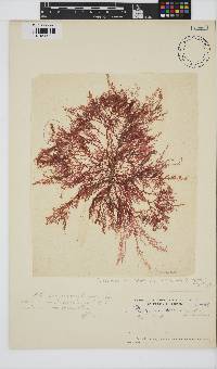 Plocamium cartilagineum image