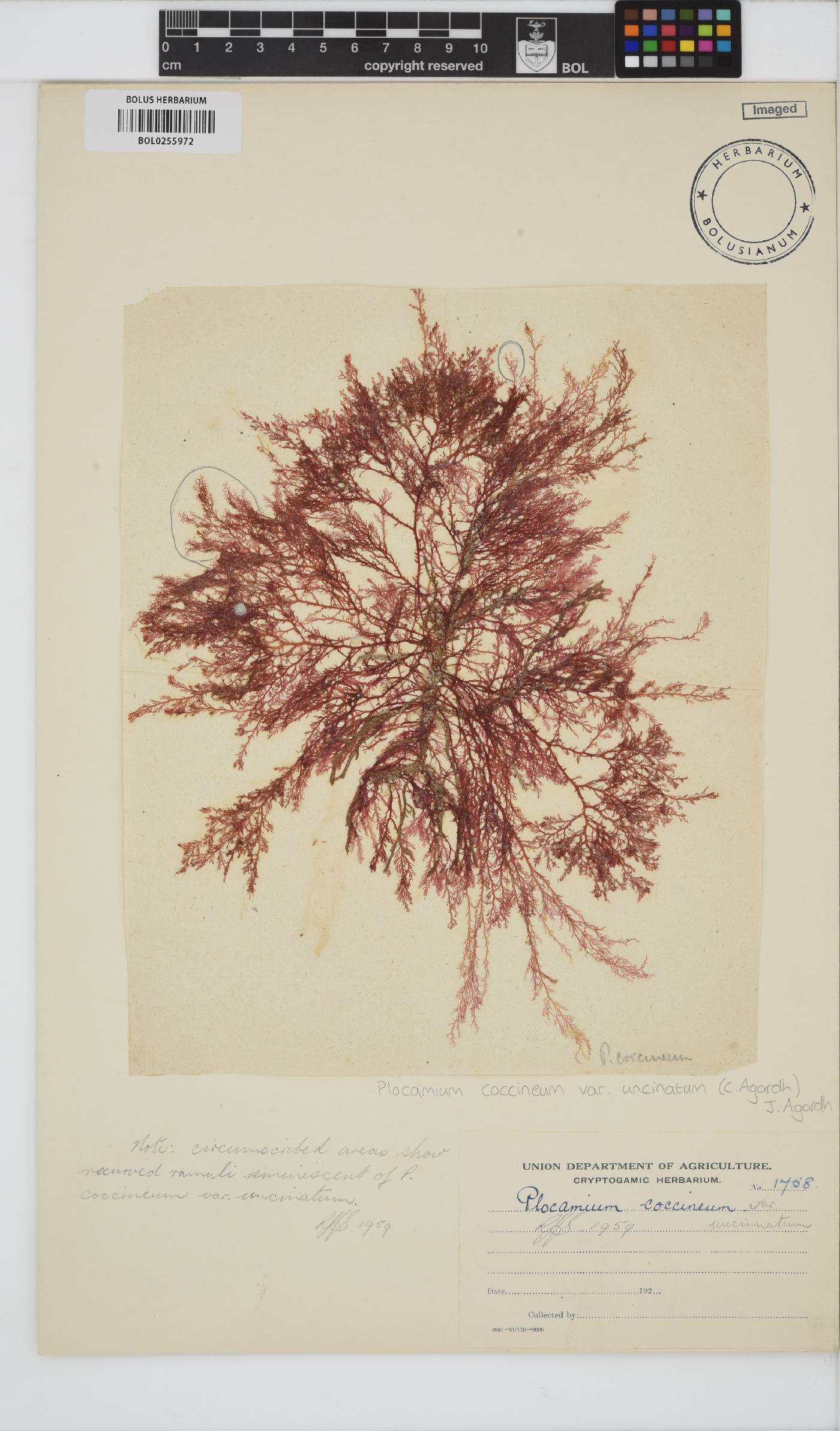 Plocamium cartilagineum image
