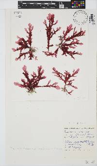 Plocamium corallorhiza image