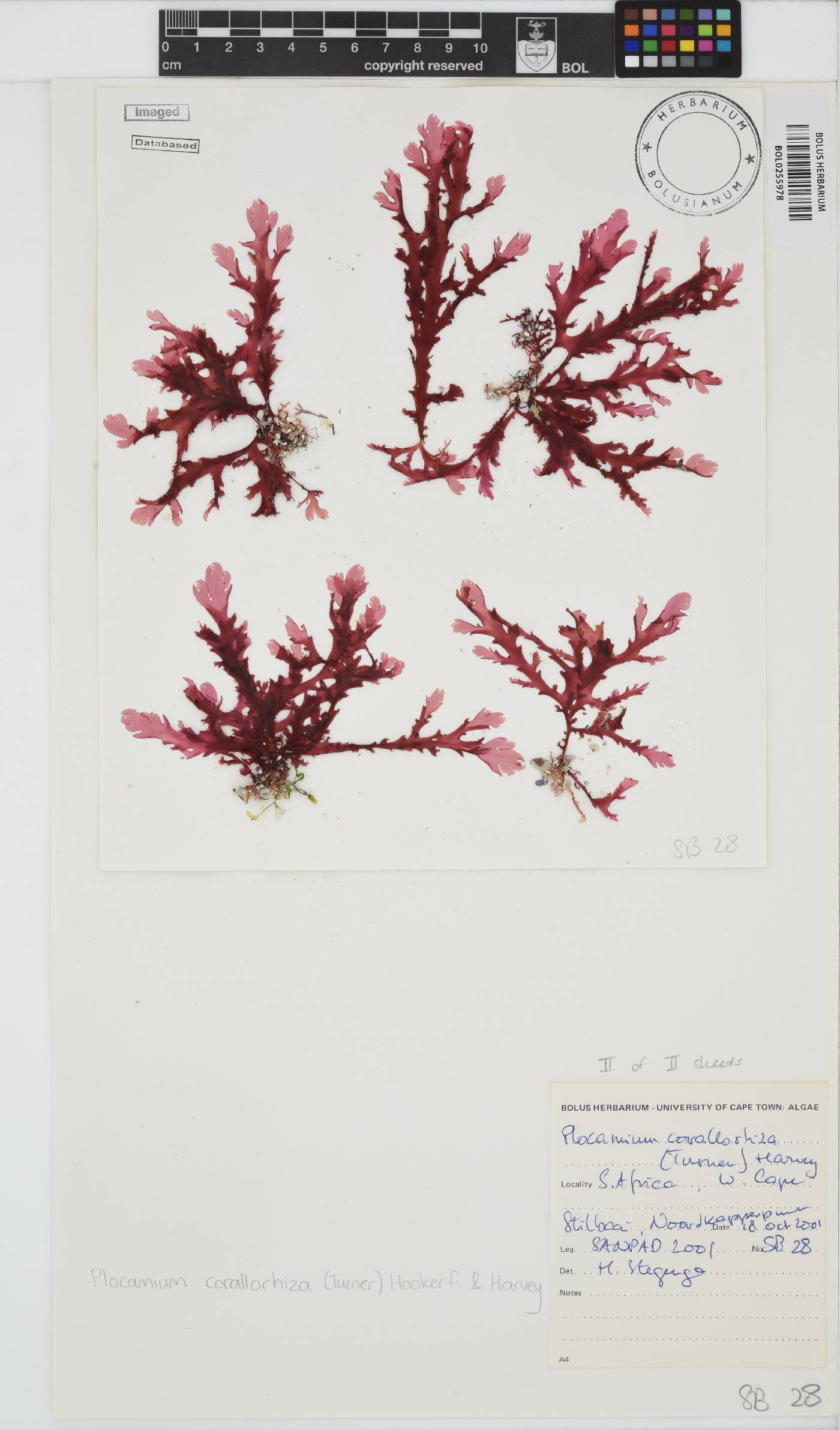 Plocamium corallorhiza image