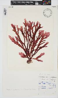 Plocamium corallorhiza image