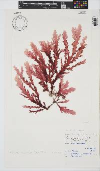 Plocamium corallorhiza image