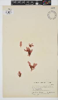 Plocamium corallorhiza image