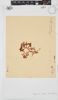Plocamium cornutum image