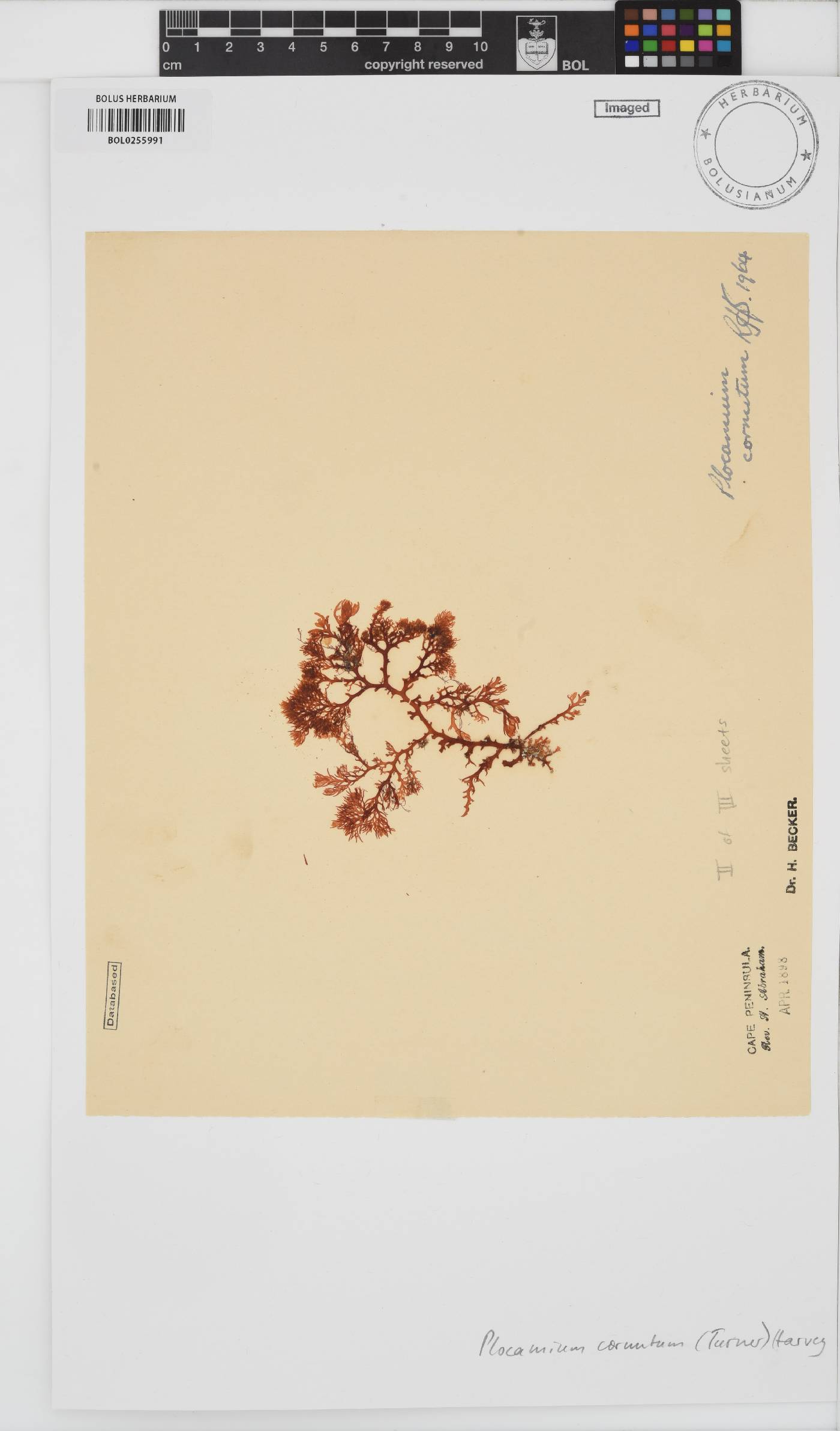 Plocamium cornutum image