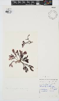 Plocamium cornutum image