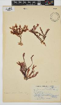 Plocamium cornutum image