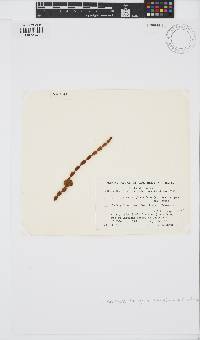 Image of Asteronema ferrugineum