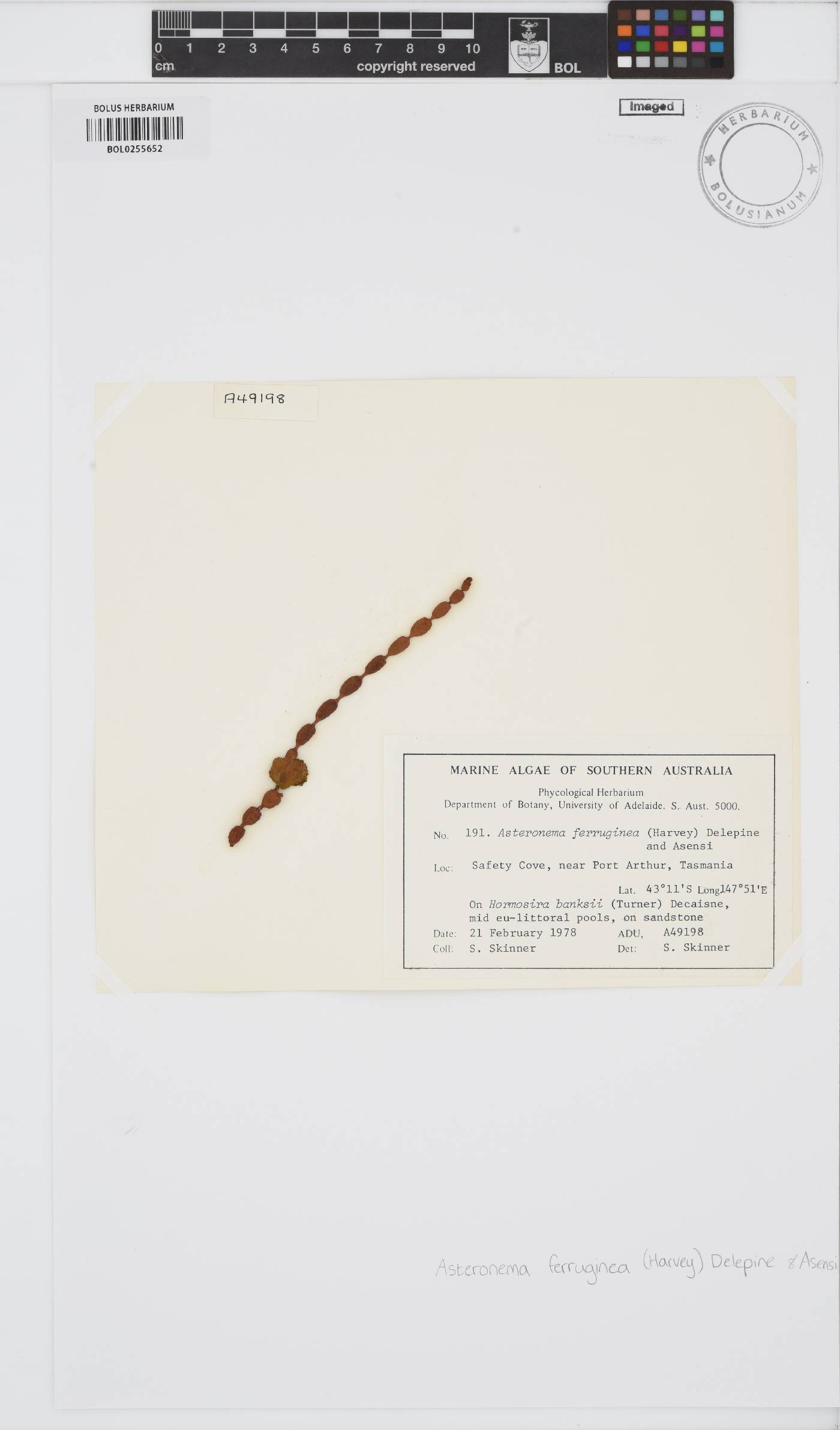 Asteronema image