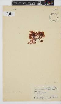 Plocamium rigidum image