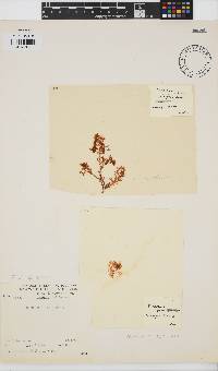 Plocamium rigidum image