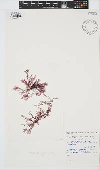 Plocamium rigidum image