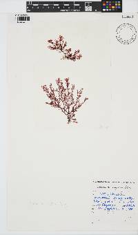 Plocamium rigidum image