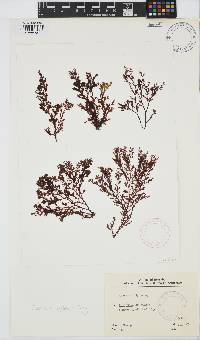 Plocamium rigidum image