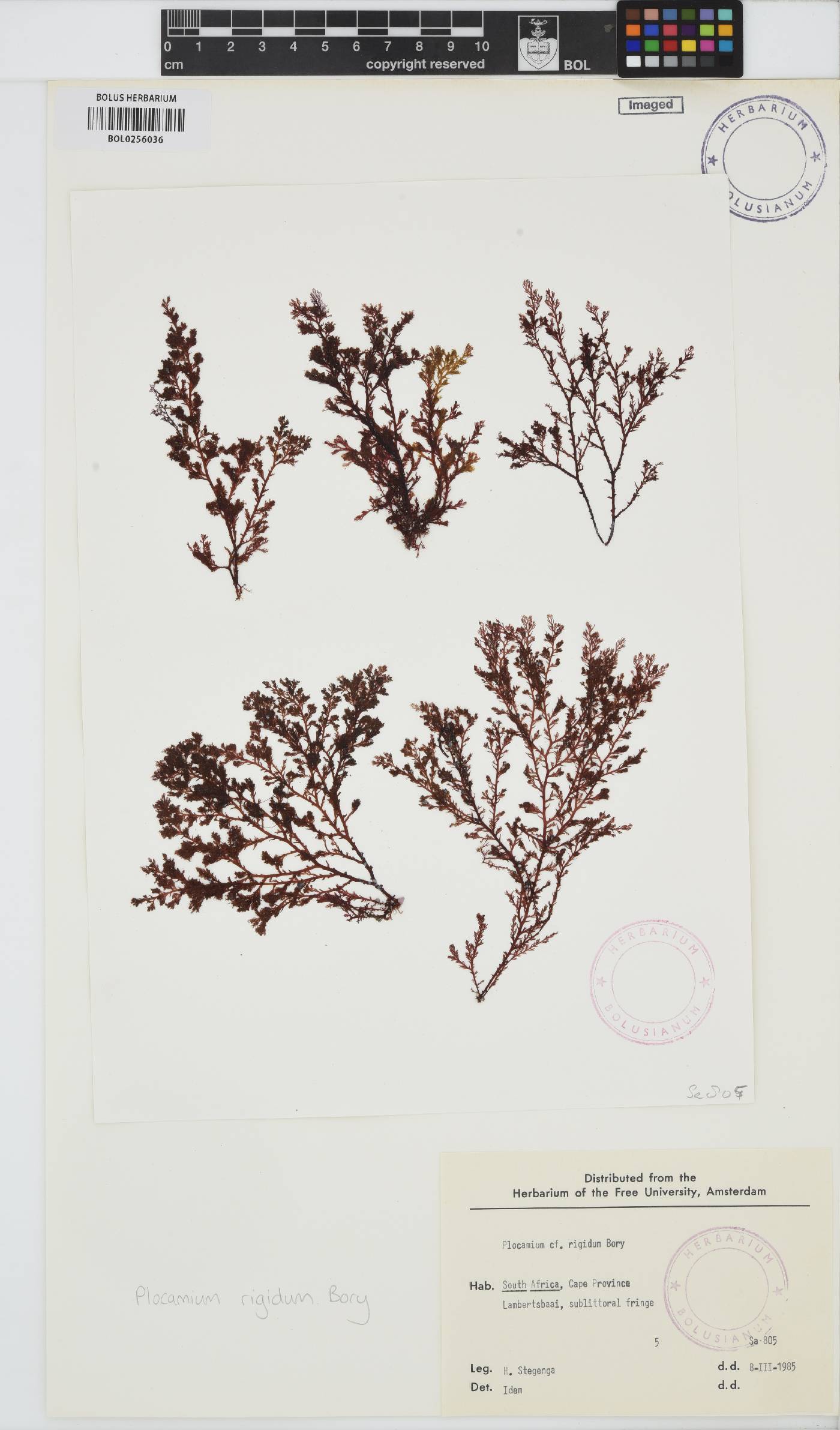 Plocamium rigidum image