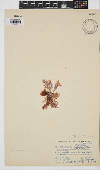 Plocamium suhrii image