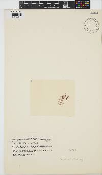 Image of Plocamium violaceum