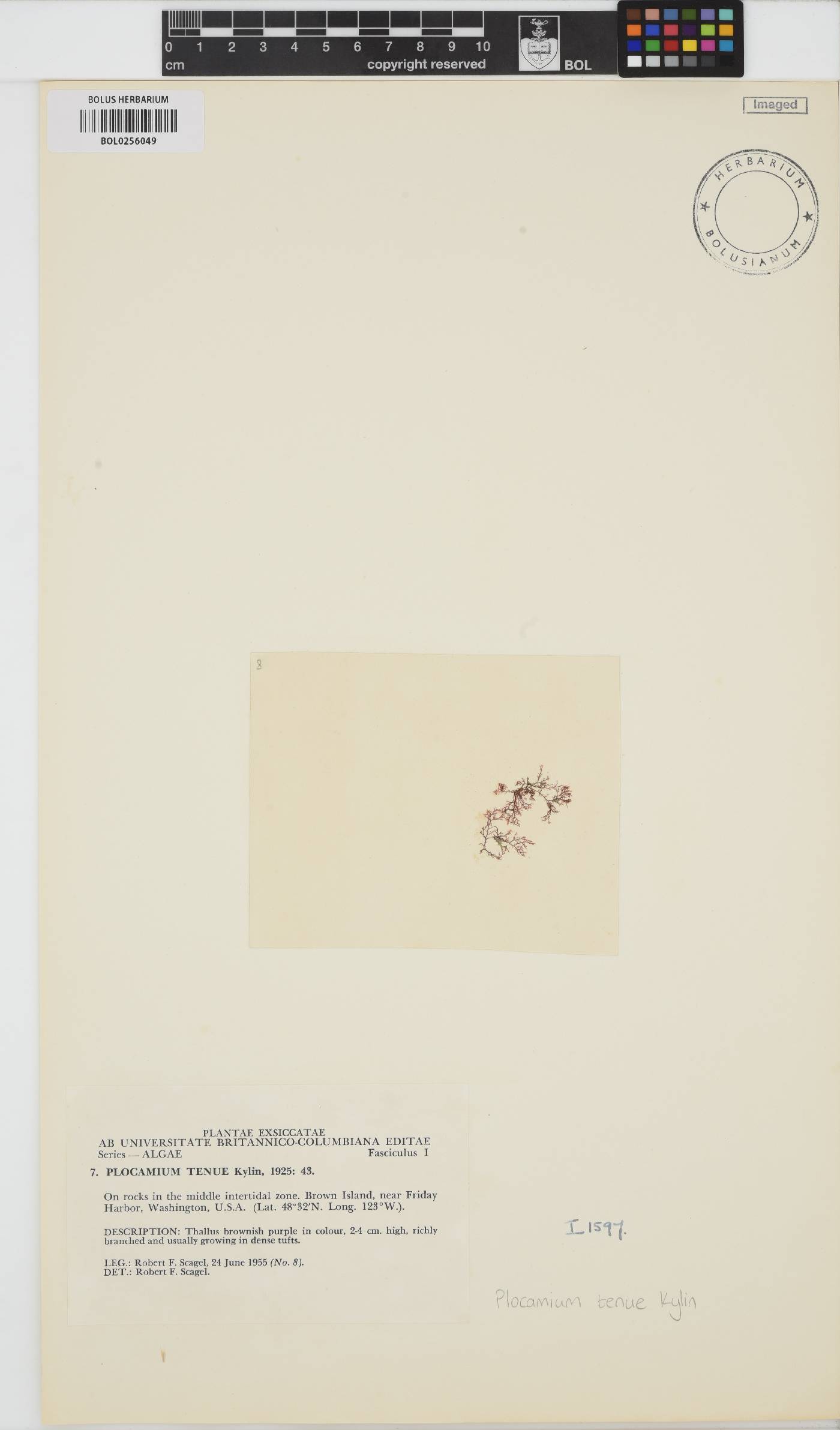 Plocamium violaceum image