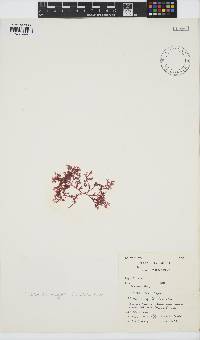 Plocamium cartilagineum image