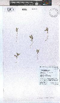 Image of Corchorus schimperi