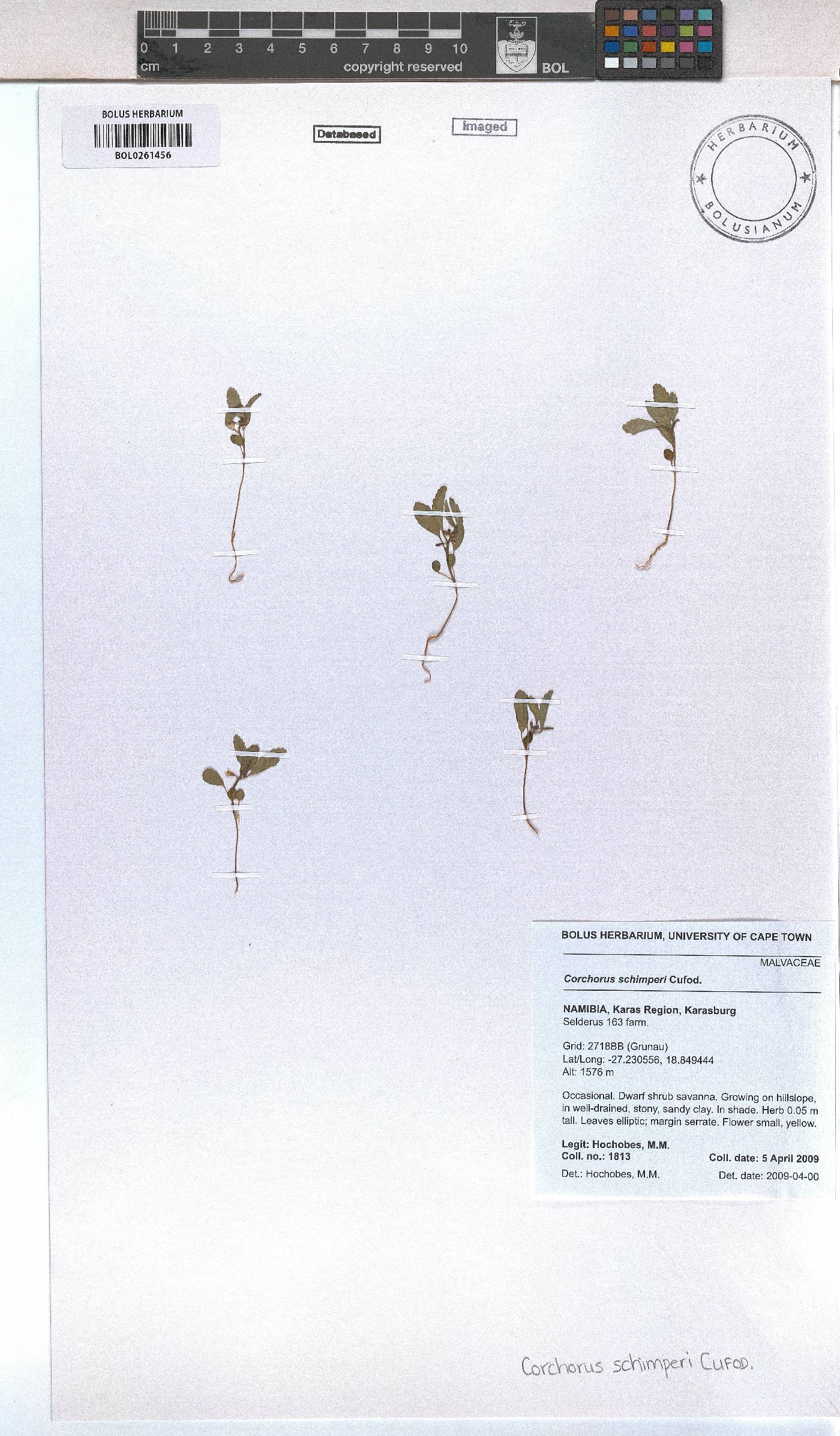 Corchorus schimperi image