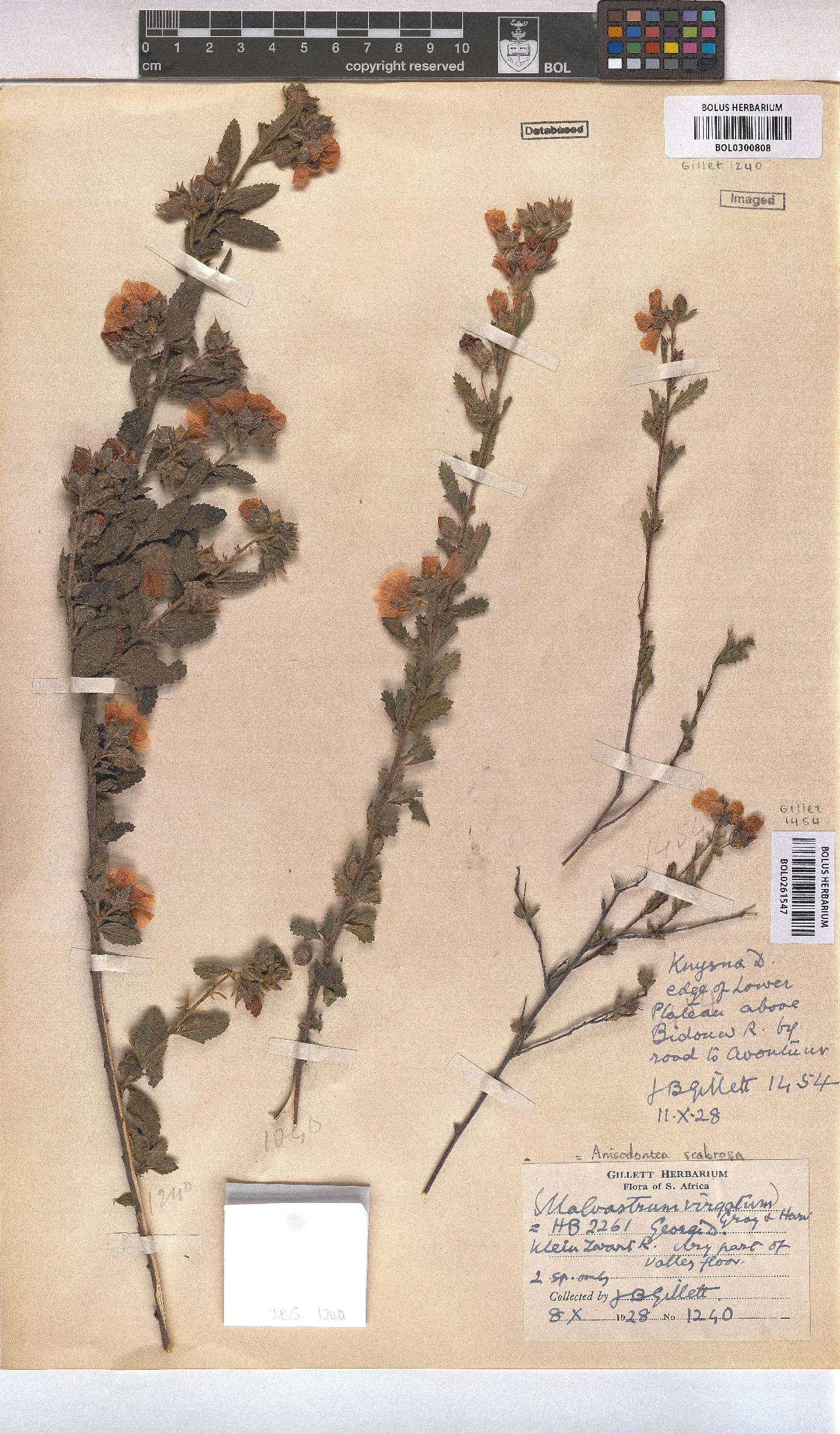 Anisodontea scabrosa image