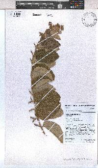 Grewia falcistipula image
