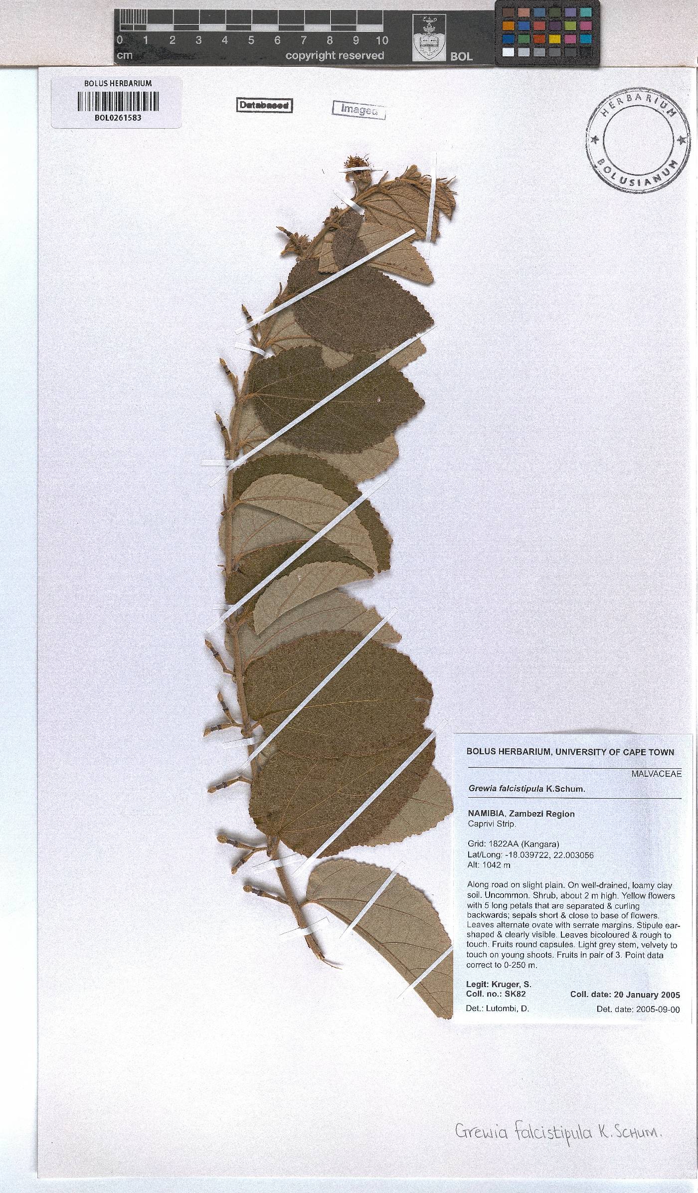 Grewia falcistipula image