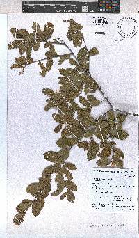 Grewia retinervis image