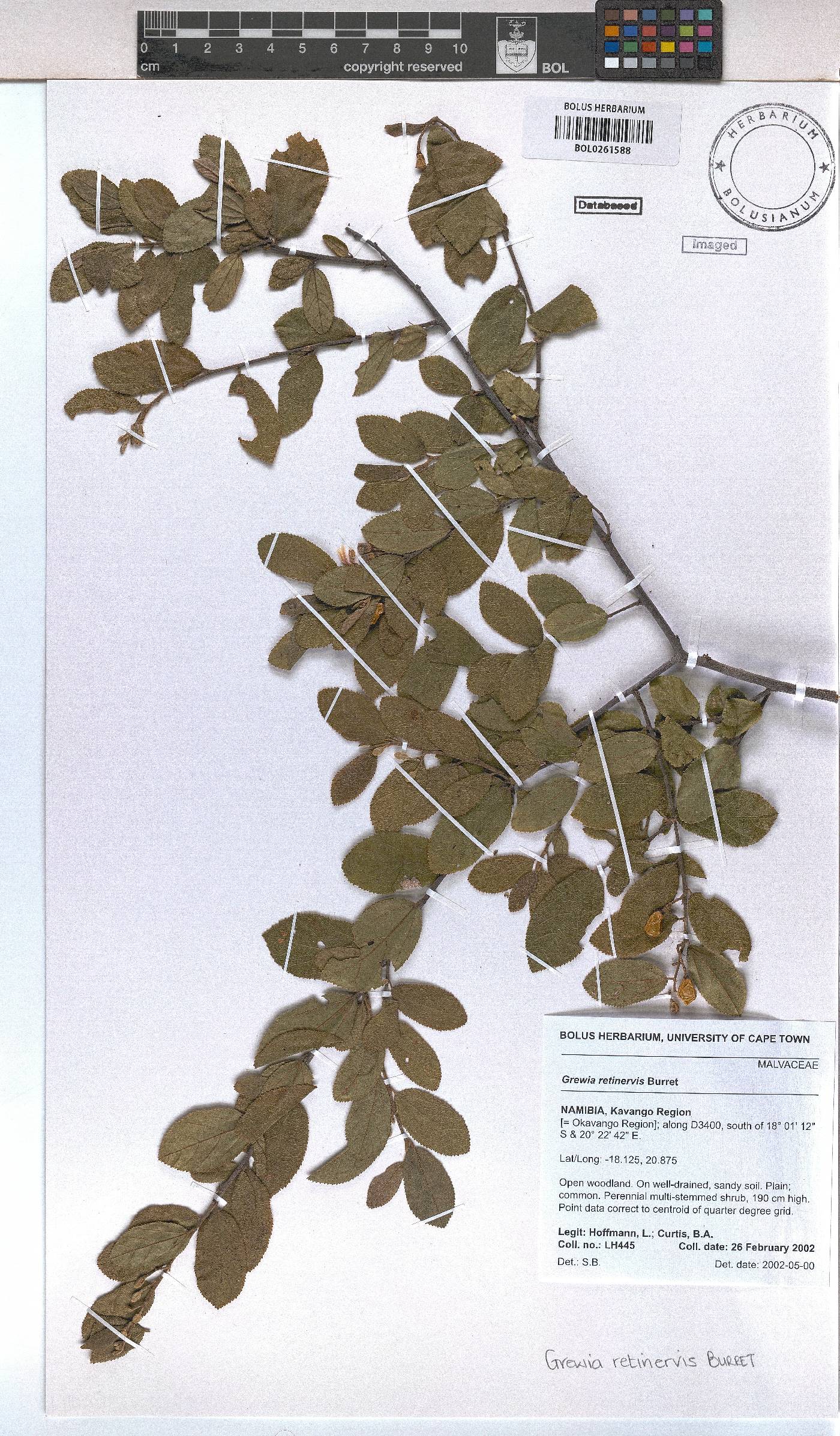 Grewia retinervis image