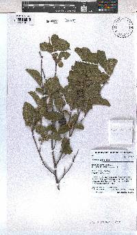 Grewia avellana image
