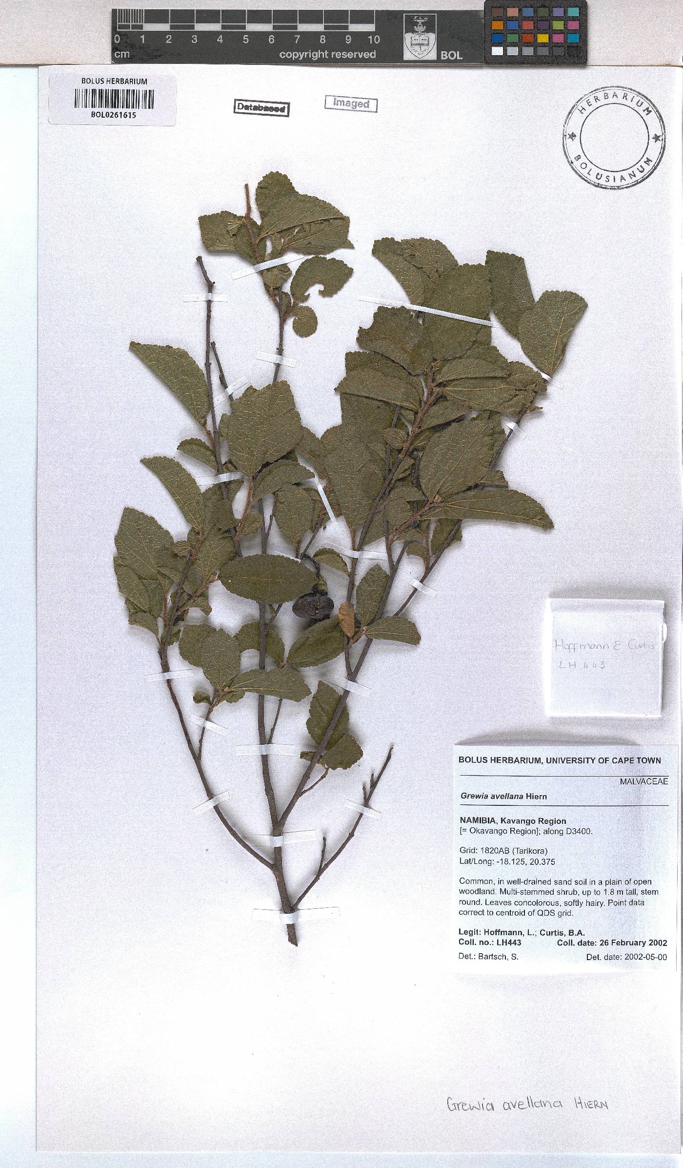 Grewia avellana image