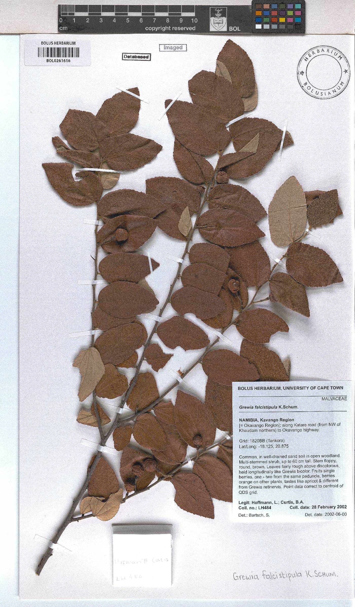 Grewia falcistipula image