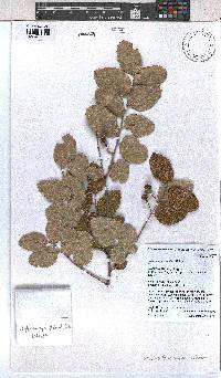 Grewia falcistipula image