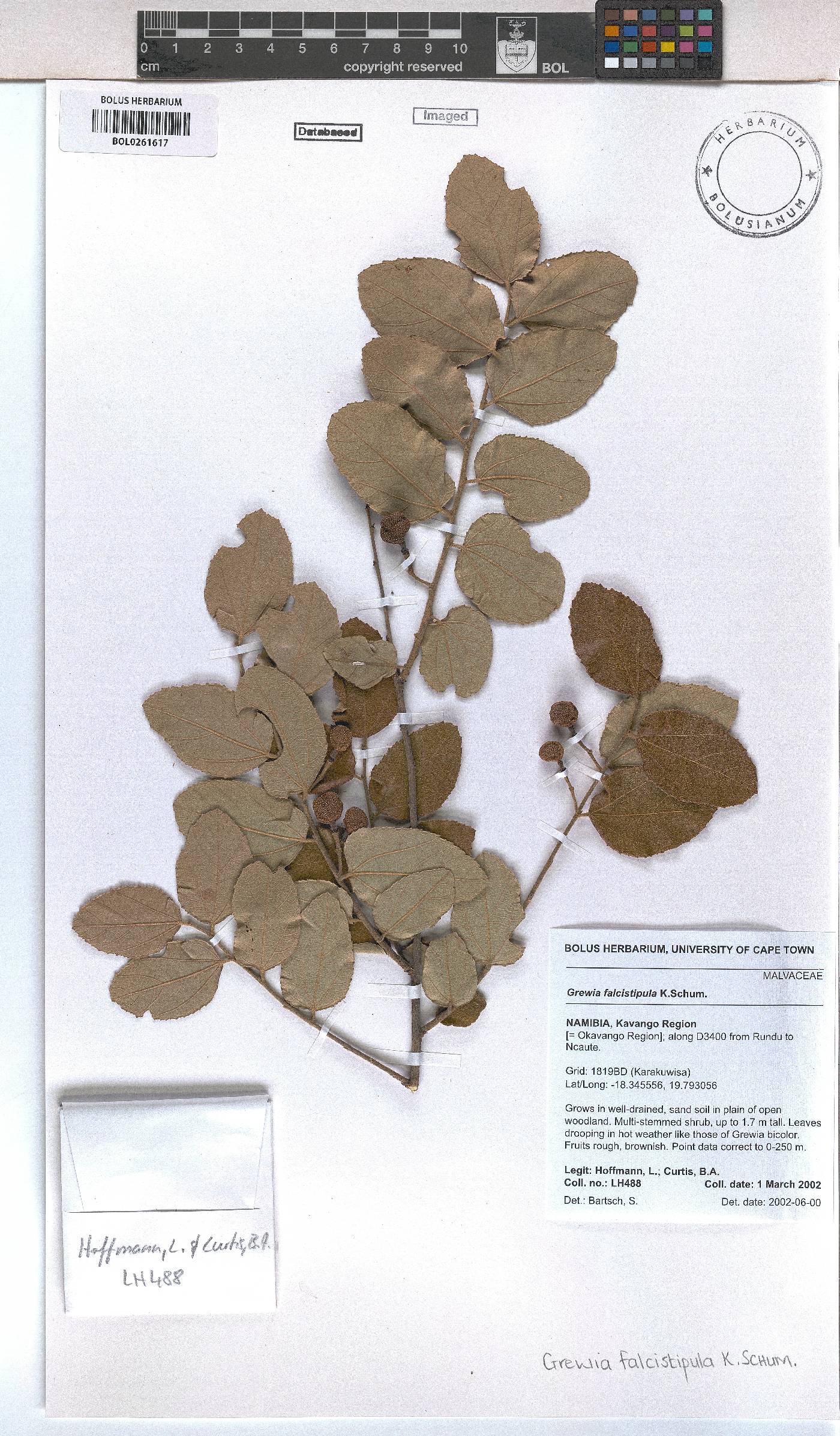 Grewia falcistipula image