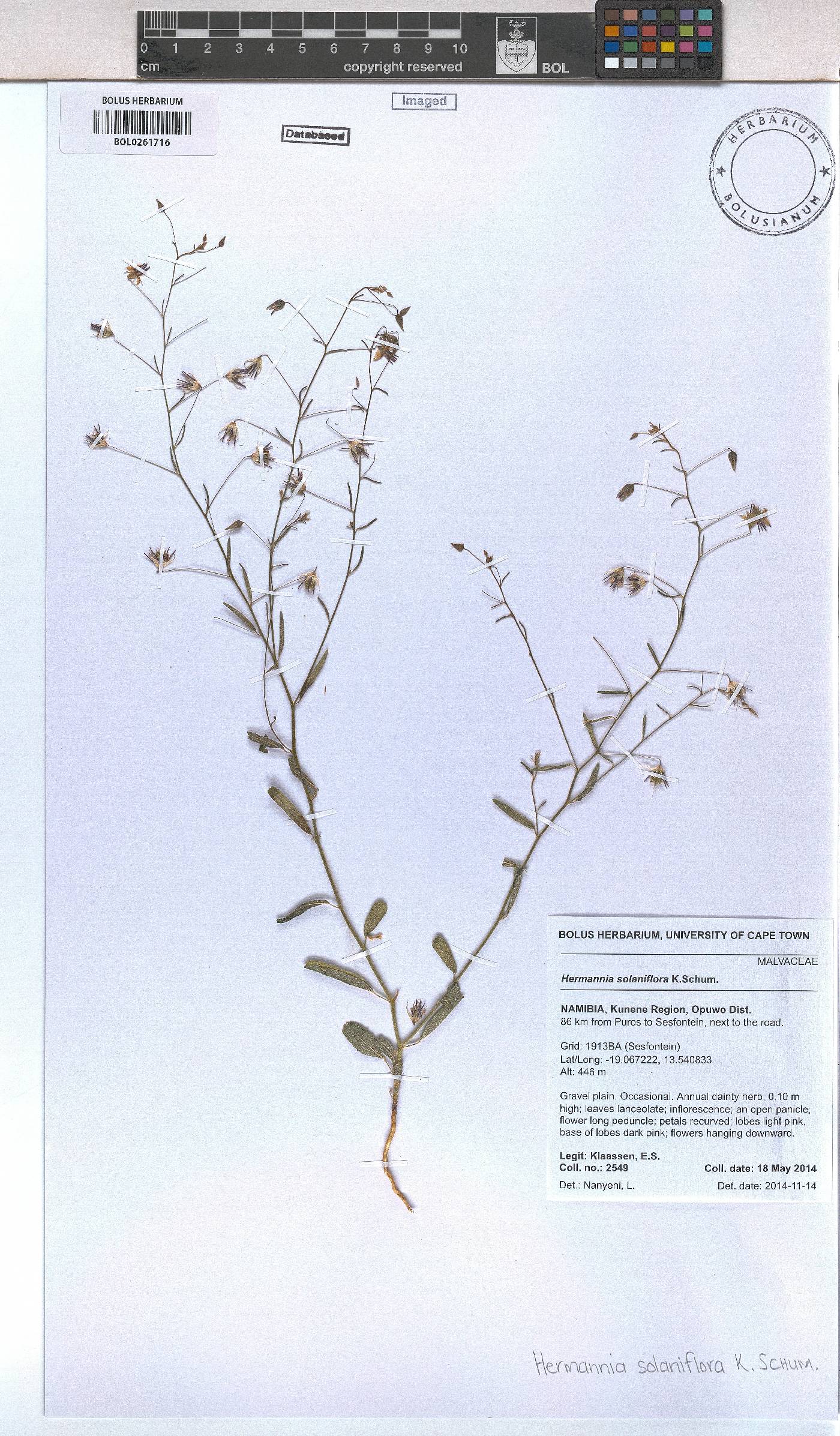 Hermannia solaniflora image